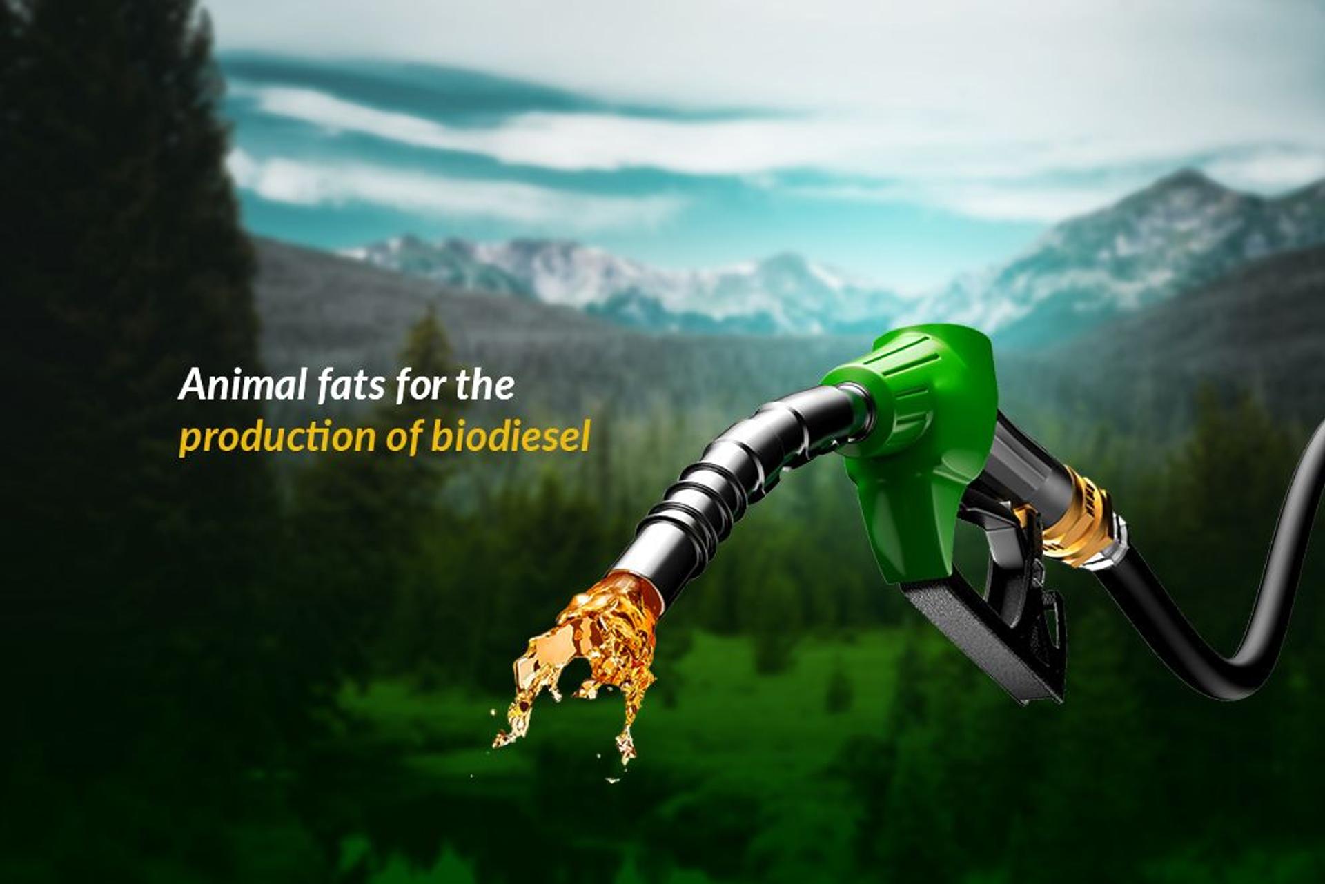 animal-fat-biodiesel.jpeg